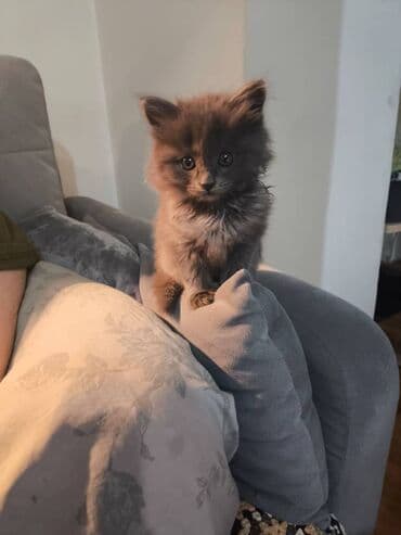 египетская кошка 2021 оригинал: Кошка даром: Беспородная, 1 месяц, Девочка — 2