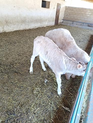 уй карова: Продаю | Музоо, торпок | На откорм — 1