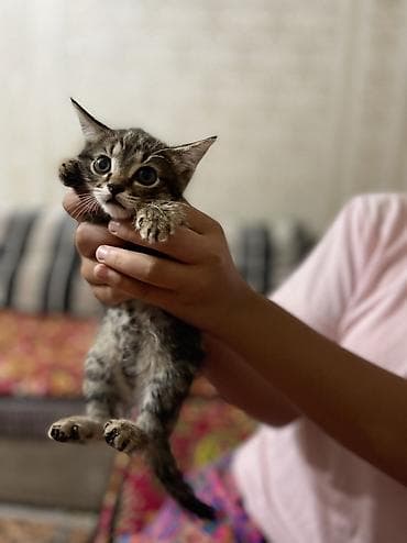 отдам даром котят: 1 месяц, Девочка, Серый — 1