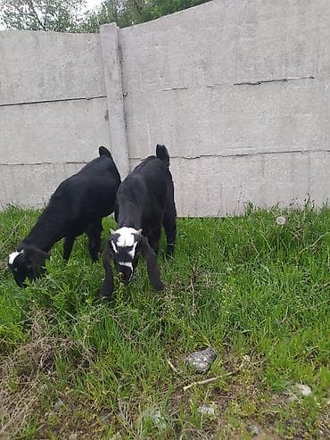 индийский бегунок купить: Продаю | Козлёнок | Нубийская | Для разведения — 2