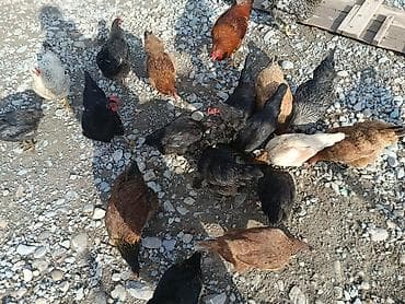 Продаю | Куры | Домашняя | Несушки