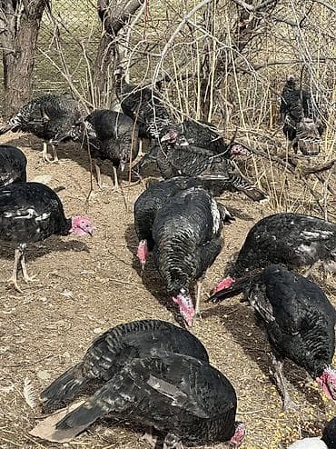 жем сатылат: Черный принц — 2