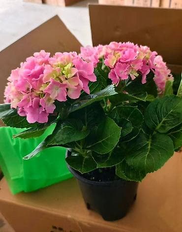 Гортензии: Гортензия комнатная/контейнерная (Hydrangea macrophylla) - Крупные — 1