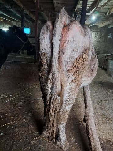 малёк рыбы: Продаю | Корова (самка) | Полукровка | Для молока | Привязанные — 4