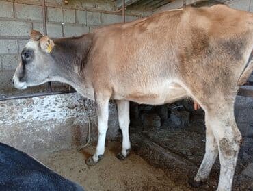 племенные коровы молочные купить: Продаю | Музоо, торпок | На откорм | Нетель — 4