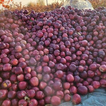 малина сажинцы: Яблоки Оптом — 2