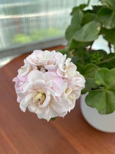 асбест бишкек: Пеларгония (плющелистная) — 9