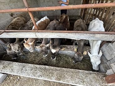 кошка породы мейн кун: Продаю | Музоо, торпок | Полукровка | На откорм, Для разведения | Привязанные — 2