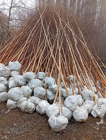 Семена и саженцы: Саженцы — 3