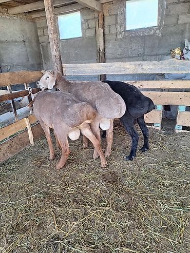 купить птиц: Продаю | Баран (самец) | Для разведения | Племенные — 2