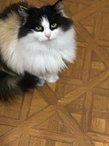 кошка мышык: Мышык бекер берилет: Орус көгүлтүр, Эркек — 7