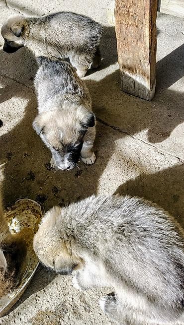 бельгийская овчарка малинуа купить: Собака даром: 1 месяц, Самец — 2