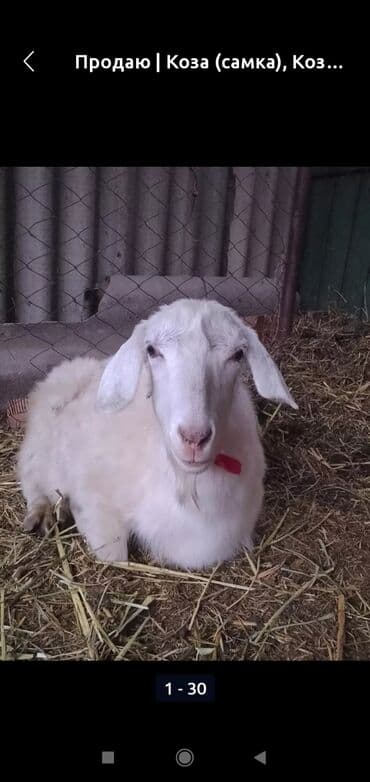 собака бульдок: Продаю | Коза (самка), Козёл (самец), Козлёнок | Зааненская, Битал | Для разведения, Для молока | Племенные, Котные, Осеменитель — 26