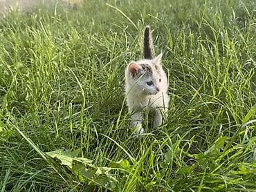 купить кошку манчкин: Котята, помёт из трёх малышей. Возраст: 1,5 месяца (уверенно ходят — 8