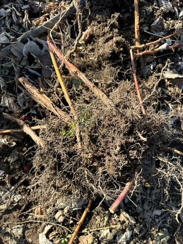 malina.kg продажа малины оптом в бишкеке новопокровка фото: Саженцы малины (ремонтантная, крупноплодная) сорт МАРАВИЛЛА — 5