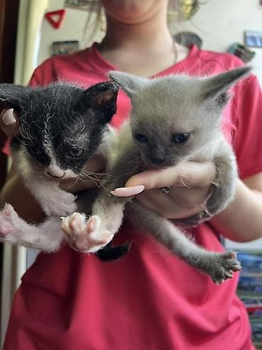 Сиамская, 1 месяц, Мальчик