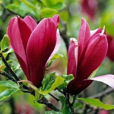 где купить водоросли для аквариума: Продаются Магнолии закрытой корневой системой — 1