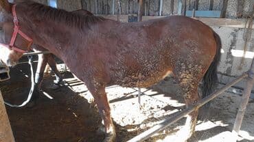 Продаю | Кобыла (самка) | Рабочий