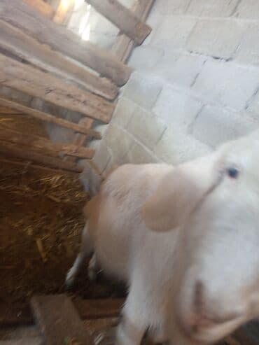 Ветеринар кызматы: Козы — 3