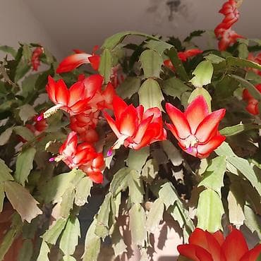 цветные кактусы: 🌺 Цветет обильно два раза в год, весной и осенью. Зигокактус — 4