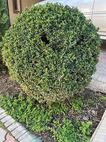 купить кустарники декоративные: Туи и декоративные кустарники для ландшафтного озеленения. Состав: - — 3