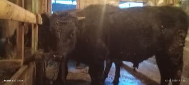 дойный коровы: Продаю | Бык (самец) | Алатауская, Швицкая, Абердин-ангус | На откорм, Для разведения | Осеменитель, Искусственник — 8