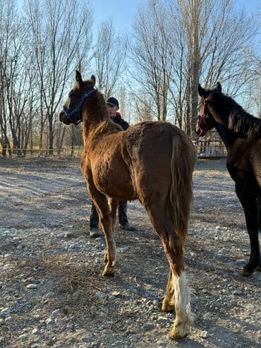 отдам в добрые руки собаку: Продаю | Жеребенок | Полукровка | Рабочий — 5