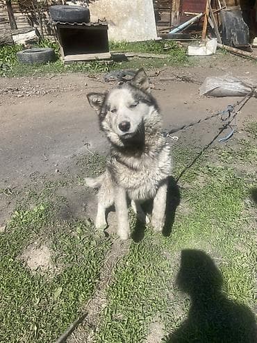 продажа домашних животных: Хаски, 4 месяца, Самка — 2