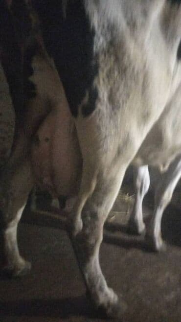 племенные коровы молочные купить: Продаю | Корова (самка) | Голштин | Для молока | Привязанные — 2