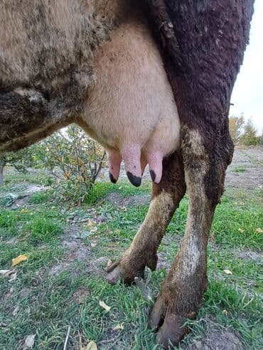 купить собаку боксер: Швец Болор баа 180 миң! 2 айлык асимнения болгон учурда 18 литр сүт — 4