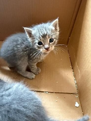 котята купить бесплатно: Котята в добрые руки. Нашли в подъезде Текст: Срочно отдаем котят в — 2