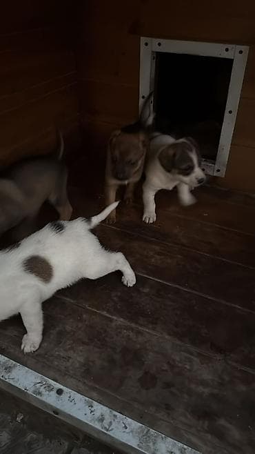 профессиональная дрессировка собак: Щенки смешанных пород Отдам Даром ! Кушают любую еду Подходят для — 2