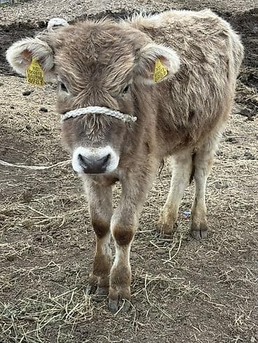 быки тёлки: Продаю | Бык (самец) | Алатауская | На откорм | Привязанные — 1