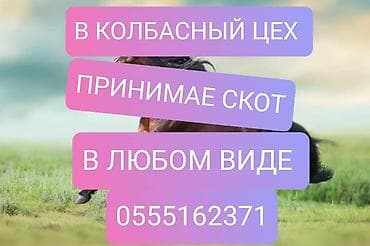 Колбаса цехи : Уйлар, букалар, Жылкылар, аттар, | Күнү-түнү, Бардык шартта, Союлган