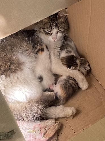 Котята от домашней кошки - Помёт разноокрашенных малышей: в окрасе