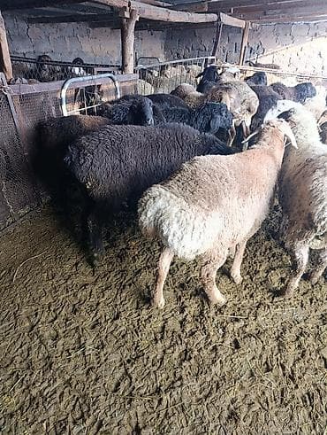 Продаю | Баран (самец) | Гиссарская | На забой at lalafo.kg Продаю | Баран (самец) | Гиссарская | На забой