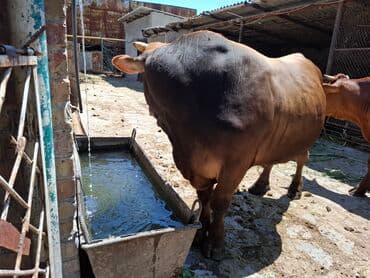 племенные коровы молочные купить: Продаю | Бык (самец) | Швицкая — 3