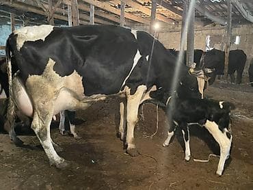 кукурузные кочерыжки: Продаю | Корова (самка) | Для молока | После отела — 3