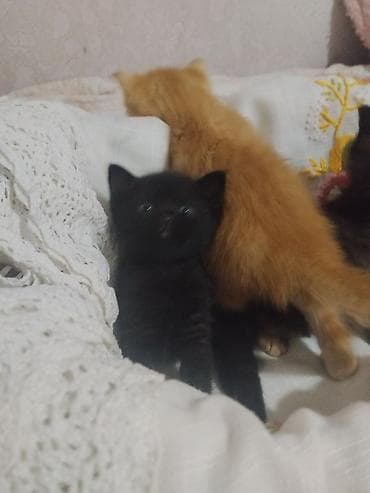 Продажа кошек: Котята домашние, короткошёрстные. Помёт из трёх малышей: - чёрный — — 6