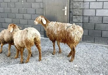 наполнители для кошек: Продаю | Овца (самка), Баран (самец) | Гиссарская, Арашан | Для разведения | Матка, Ярка — 4