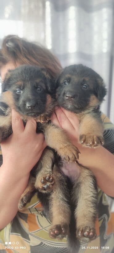 купить собаку той пудель: Щенки немецкой овчарки - Окрас: черно-подпалый, классический для — 1
