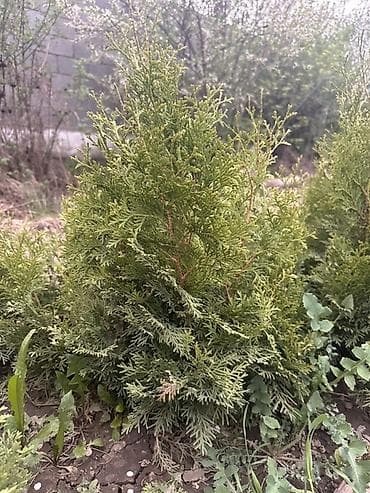 Туя западная «Смарагд»
20-30см 400
40-50см 550 at lalafo.kg Туя западная «Смарагд»
20-30см 400
40-50см 550