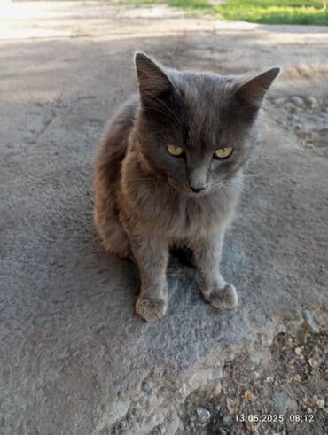 показы 1 354 72 договорная кошка даром британская короткошёрстная 1 год мальчик метис 2 позвонить написать: Мышык бекер берилет: Сиам, Эркек — 1