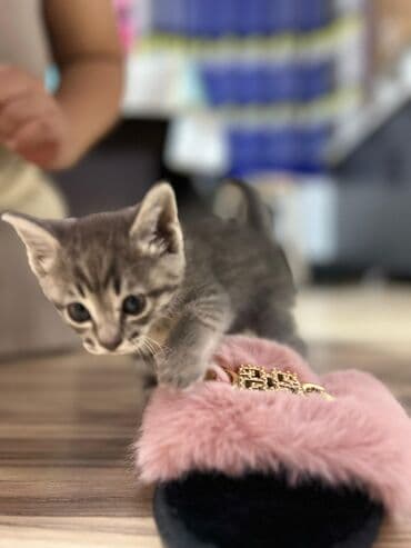 вислоухая кошка сколько стоит: Очаровательные котята серого окраса (табби) с выразительными глазами и — 3