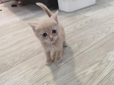 кошка породистый: Котёнок кремового окраса - Пол: мальчик - Возраст:1месяц маленький — 3