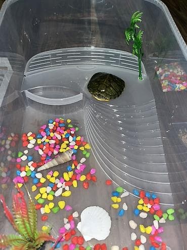 Животные: Черепахи 6-7 см Продается набором также отдельно Комплектация: - — 4