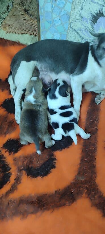 продажа щенков немецкой овчарки в бишкеке с документами: Готовятся к продаже щенки, 2 девочки — 7