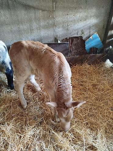 зааненские козы: Продаю | Бык (самец) | Швицкая | Для разведения | Искусственник — 3