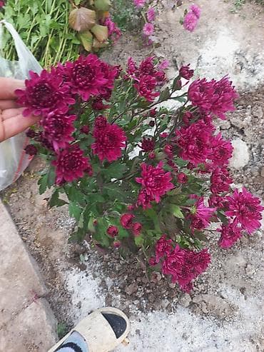 газон посев: Саженцы хризантем с пышной зеленой листвой, готовые к пересадке — 9