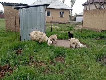 мыло коза: Продаю | Коза (самка) | Для молока — 2